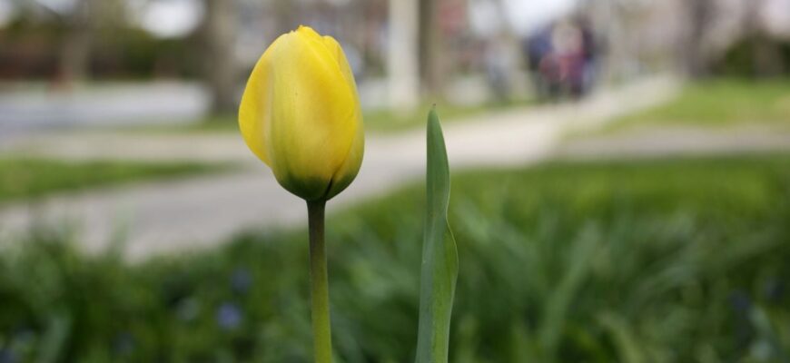 Погода в Києві: синоптики здивували прогнозом на 8 березня Погода в Києві: синоптики здивували прогнозом на 8 березня