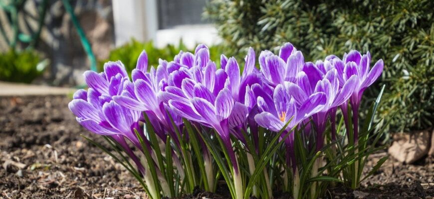 Посадіть у березні — і сад зацвіте найпершим: сім першоцвітів, які варто мати на клумбі Посадіть у березні — і сад зацвіте найпершим: сім першоцвітів, які варто мати на клумбі