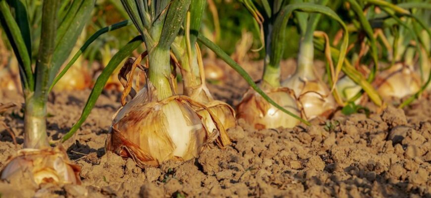 Посuпте грядку — і цибуля виросте з кулак: рецепт засобу, який передають із покоління в покоління Посuпте грядку — і цибуля виросте з кулак: рецепт засобу, який передають із покоління в покоління