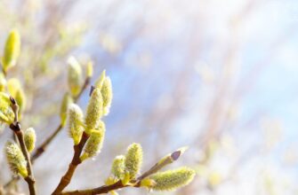 Антициклон у дії: синоптикиня назвала регіони, де завтра прогріє до +17 градусів