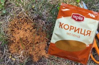 Ця 1 дешева спеція назавжди відлякає мурах від грядок: розсипаю її навесні, і шкідники туди не підповзають