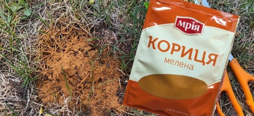 Ця 1 дешева спеція назавжди відлякає мурах від грядок: розсипаю її навесні, і шкідники туди не підповзають