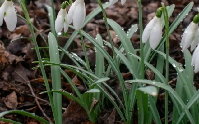 Весна зіпсує настрій: Україну накриє хвиля дощів і мокрого снігу вже на днях Весна зіпсує настрій: Україну накриє хвиля дощів і мокрого снігу вже на днях