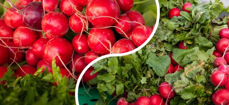 Всього 25 днів – і свіжа редиска на столі: як виростити до 1,5 кг на звичайному підвіконні Всього 25 днів – і свіжа редиска на столі: як виростити до 1,5 кг на звичайному підвіконні