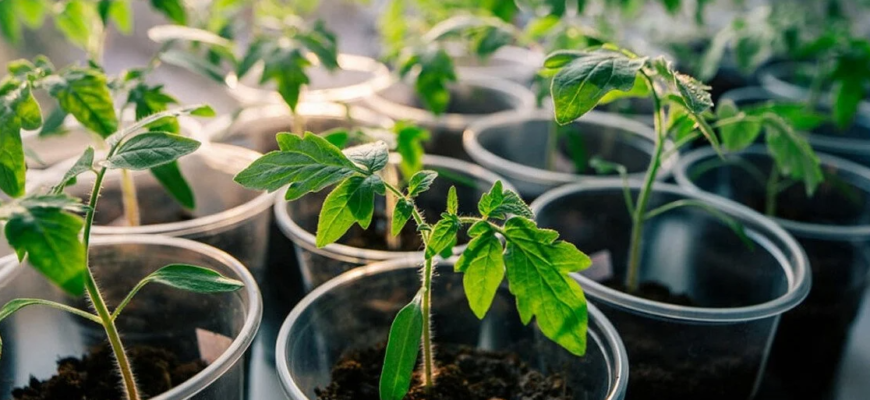 Щоб помідори дали щедрий урожай: як правильно підживити розсаду Щоб помідори дали щедрий урожай: як правильно підживити розсаду