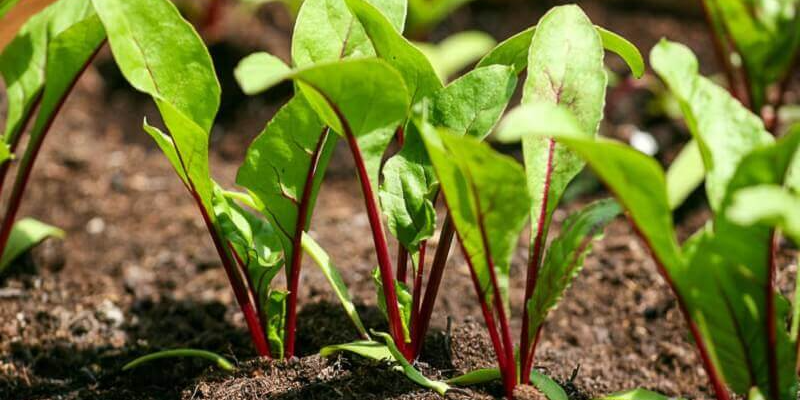 Чим підживити буряк навесні: секрет великого врожаю Чим підживити буряк навесні: секрет великого врожаю