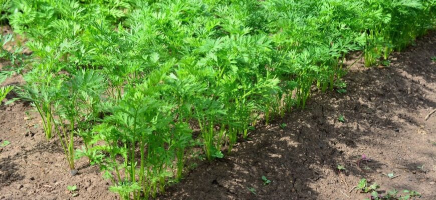 Що додати в ґрунт під час сіяння моркви, щоб виросла великою, рівною та соковитою Що додати в ґрунт під час сіяння моркви, щоб виросла великою, рівною та соковитою