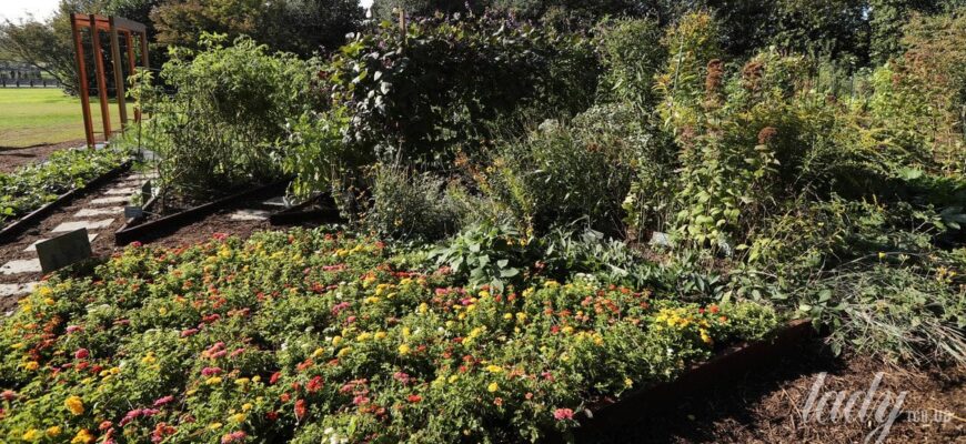 Що посадити у тіні: три рослини, які добре ростуть без сонця і прикрасять сад Що посадити у тіні: три рослини, які добре ростуть без сонця і прикрасять сад