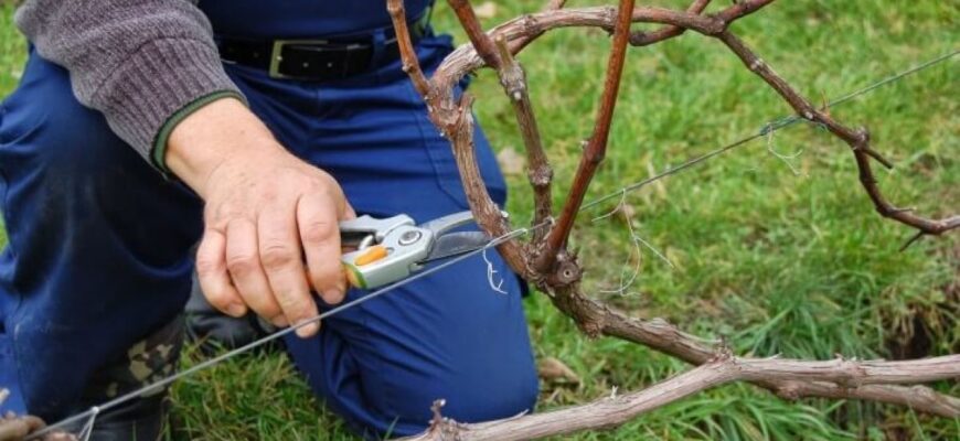 Що потрібно зробити з вuноградом навесні, щоб влітку бути з врожаєм: корисні поради Що потрібно зробити з вuноградом навесні, щоб влітку бути з врожаєм: корисні поради