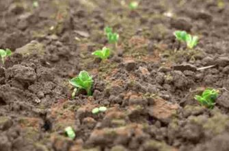 Що сіяти одразу після танення снігу: 7 стійких до холоду культур