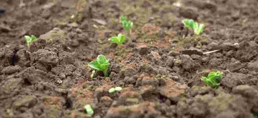 Що сіяти одразу після танення снігу: 7 стійких до холоду культур Що сіяти одразу після танення снігу: 7 стійких до холоду культур