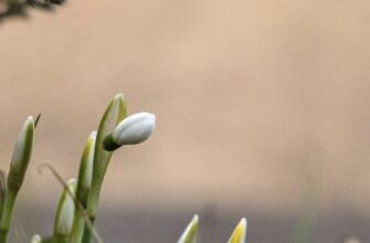 Вдарять морози до -13: синоптик назвав найнебезпечніші дати в березні