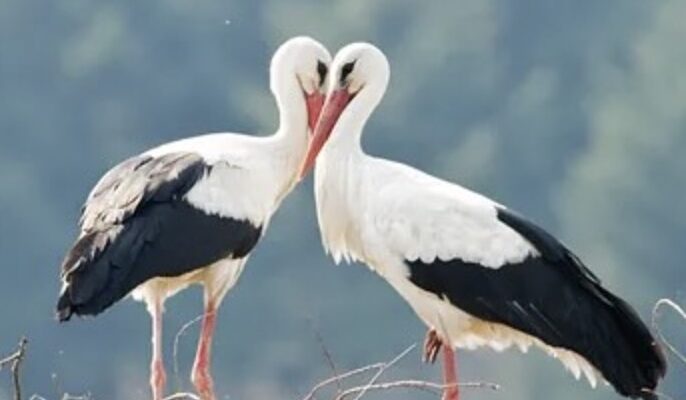 Чому після зими лелеки завжди повертаються в Україну: відповідь мало хто знає Чому після зими лелеки завжди повертаються в Україну: відповідь мало хто знає