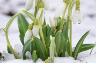 Чи вдарять морози до -20 у березні: синоптик оцінив імовірність похолодання