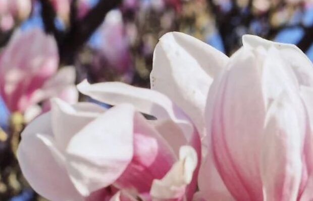 Про цвітіння можна не мріяти: 5 рослин, які не можна обрізати навесні Про цвітіння можна не мріяти: 5 рослин, які не можна обрізати навесні