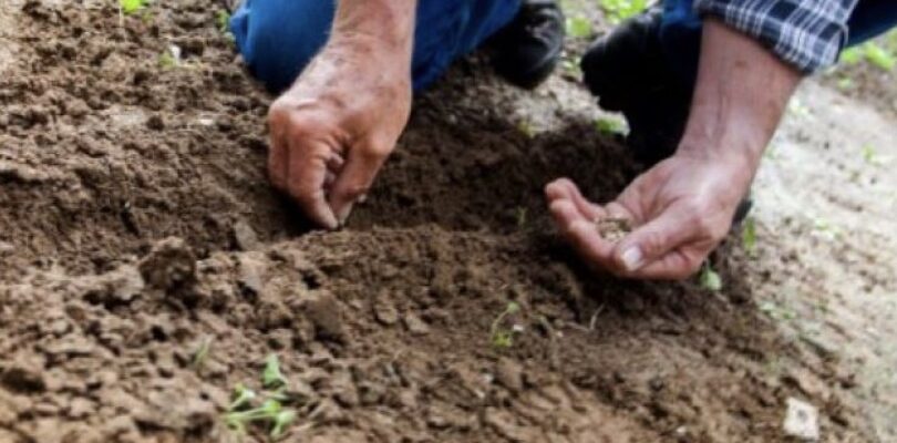 Коли сіяти та садити — яка має бути температура ґрунту й повітря, щоб можна було розпочинати посів Коли сіяти та садити — яка має бути температура ґрунту й повітря, щоб можна було розпочинати посів