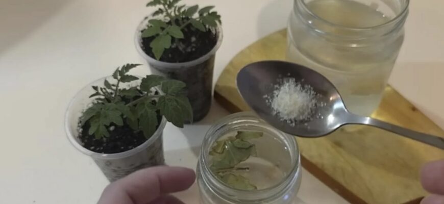 Розсада жовтіє та витягується: два прості розчини врятують рослини за кілька днів Розсада жовтіє та витягується: два прості розчини врятують рослини за кілька днів