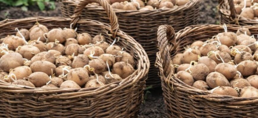 хитрість моєї бабусі, яка допомагає тримати картоплю твердою до самої весни без жодної краплі хімії! хитрість моєї бабусі, яка допомагає тримати картоплю твердою до самої весни без жодної краплі хімії!