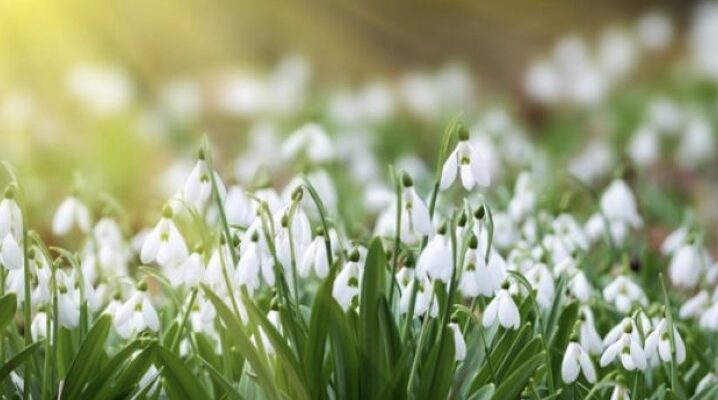 Синоптик назвав дату, коли до України повернеться інтенсивне весняне тепло Синоптик назвав дату, коли до України повернеться інтенсивне весняне тепло