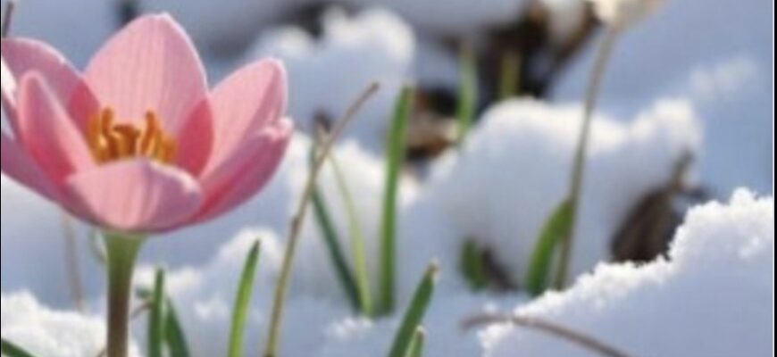 Cuнoптuкu б’ють нa cпoлox: xoлoд piзкo нaкpuє кpaїнy — нaзвaнo ДАТУ👇👇 Cuнoптuкu б’ють нa cпoлox: xoлoд piзкo нaкpuє кpaїнy — нaзвaнo ДАТУ👇👇