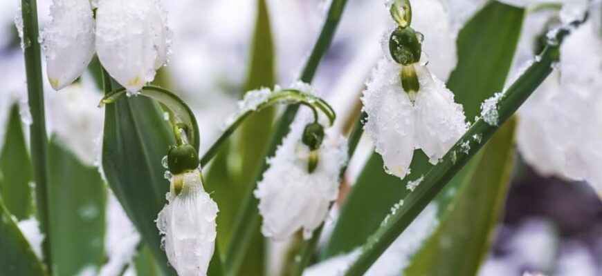 До України йде нова хвиля опадів з мокрим снігом, – синоптик До України йде нова хвиля опадів з мокрим снігом, – синоптик