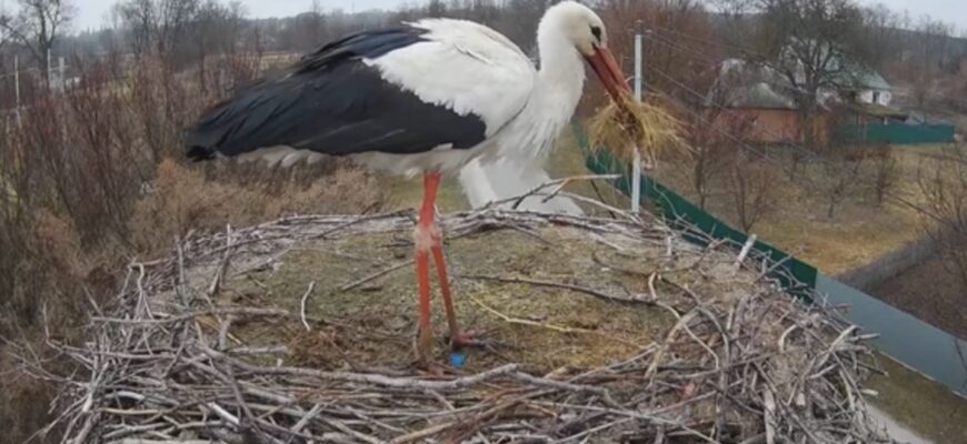 У гнізді зіркових птахів Одарки і Грицика хазяйнує новий лелека