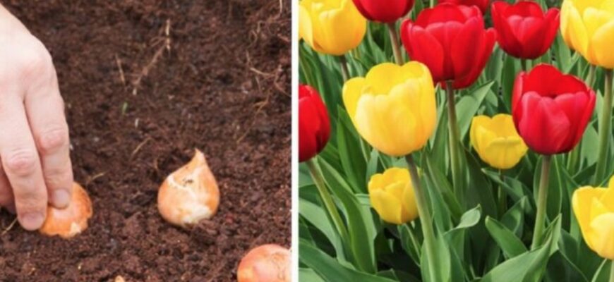 Весняний догляд за тюльпанами, який вирішує як будуть квітнути в цьому році. Зробіть все правильно. 🌷 Весняний догляд за тюльпанами, який вирішує як будуть квітнути в цьому році. Зробіть все правильно. 🌷