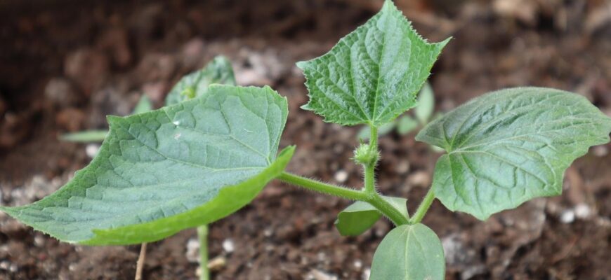 Не знала, коли краще сіяти огірки у відкритий ґрунт: сусідка Галя підказала – час “піджимає” Не знала, коли краще сіяти огірки у відкритий ґрунт: сусідка Галя підказала – час “піджимає”