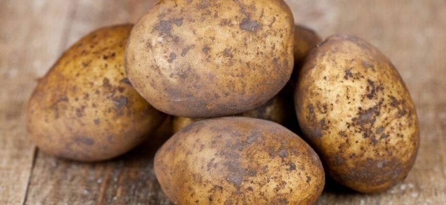 Секрет досвідчених городників: оброблення картоплі цим розчином — бульби ростуть гігантськими Секрет досвідчених городників: оброблення картоплі цим розчином — бульби ростуть гігантськими