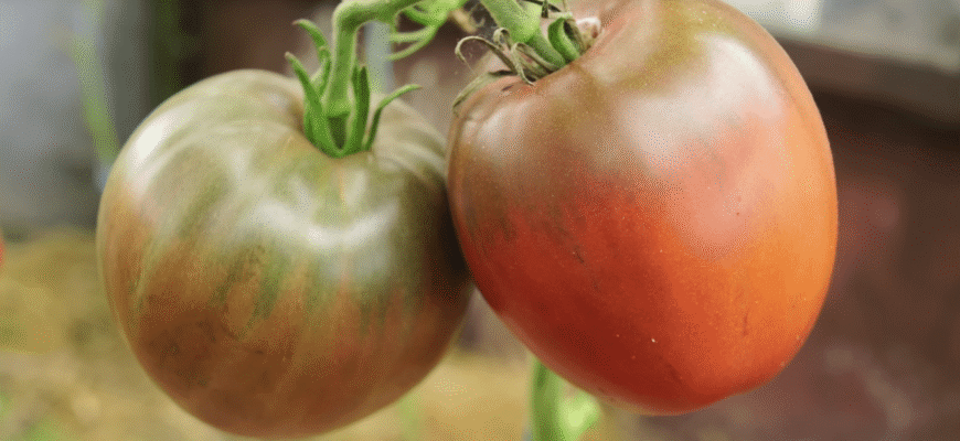 5 кілограмів з куща замість пустоцвіту: 4 томати розміром з диню – соковиті і ароматні 5 кілограмів з куща замість пустоцвіту: 4 томати розміром з диню – соковиті і ароматні