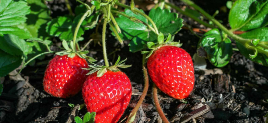 Коли і чим провести 1-шу обробку полуниці після зими 2026 – щоб зібрати повні кошики ягід Коли і чим провести 1-шу обробку полуниці після зими 2026 – щоб зібрати повні кошики ягід