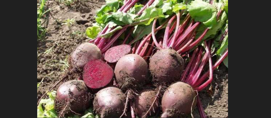 Городники назвали найкращі сорти буряка для салатів та закусок