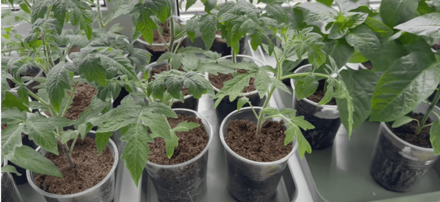 Сію томати в березні 2026 тільки так: отримую міцну розсаду без витягування та хвороб Сію томати в березні 2026 тільки так: отримую міцну розсаду без витягування та хвороб