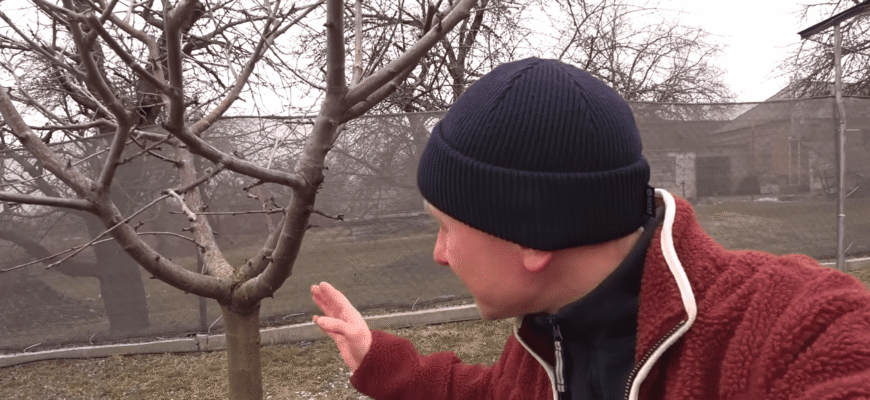 Це в 1000 разів крутіше за звичайну садову побілку: чим захистити сад ранньою весною 2026