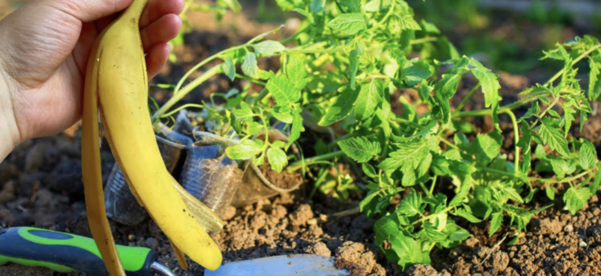 Мама ніколи не викидає бананову шкірку в березні: 3 способи перетворити її на потужне добриво Мама ніколи не викидає бананову шкірку в березні: 3 способи перетворити її на потужне добриво