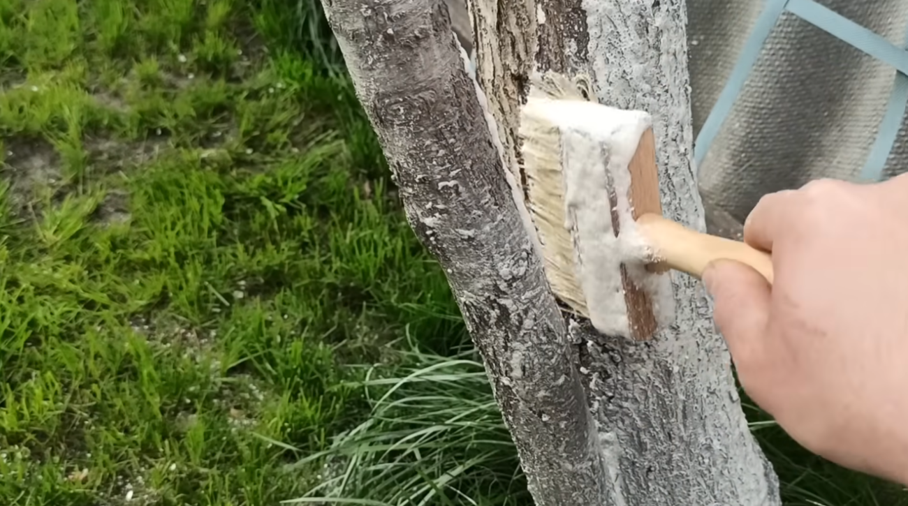 Садівники розповіли про хитру побілку дерев, яку вистачить на 2 сезони