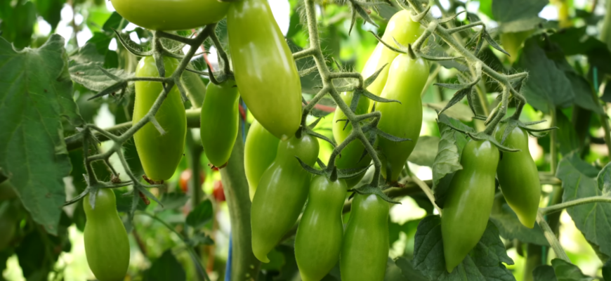 Справжня томатна насолода: перевірені сорти-чері, буде врожай відрами до самих холодів! Справжня томатна насолода: перевірені сорти-чері, буде врожай відрами до самих холодів!