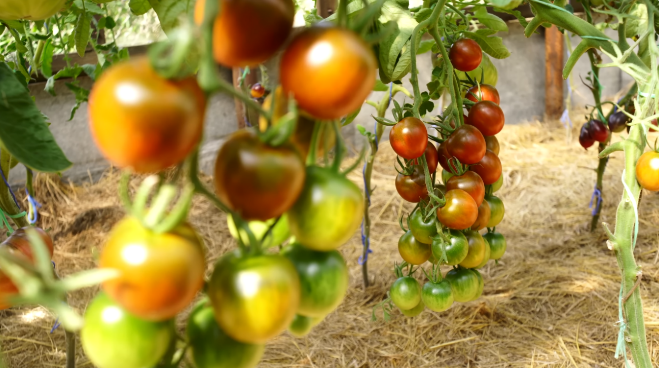 Городники назвали найсолодші та врожайні сорти помідорів-чері 2026