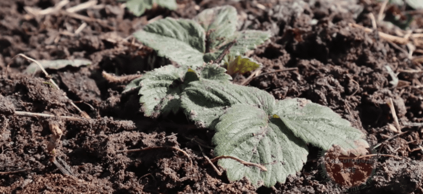 Свекруха дала чудовий рецепт 1 підживлення для полуниці: лити під кущ, як тільки з’явиться листя Свекруха дала чудовий рецепт 1 підживлення для полуниці: лити під кущ, як тільки з’явиться листя