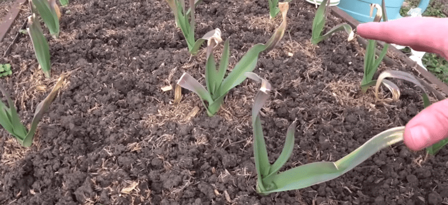 Що дати часнику у березні? Які добрива дають результат, а які — даремна витрата грошей Що дати часнику у березні? Які добрива дають результат, а які — даремна витрата грошей