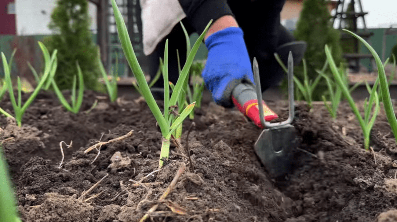 Як не витрачати гроші на дорогі добрива – рішення лежить прямо на кухні Фото: YouTube Корисні Корисності Як не витрачати гроші на дорогі добрива – рішення лежить прямо на кухні Фото: YouTube Корисні Корисності