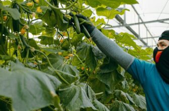 Топ-п’ять сортів огірків, які люблять навіть ліниві садівники: зберете великий урожай