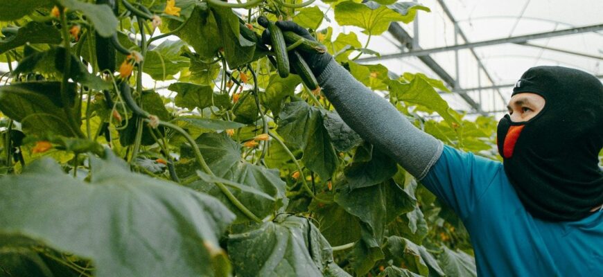 Топ-п’ять сортів огірків, які люблять навіть ліниві садівники: зберете великий урожай Топ-п’ять сортів огірків, які люблять навіть ліниві садівники: зберете великий урожай