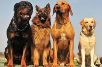 Це може здивувати! Як собаки відчувають “поганих” людей