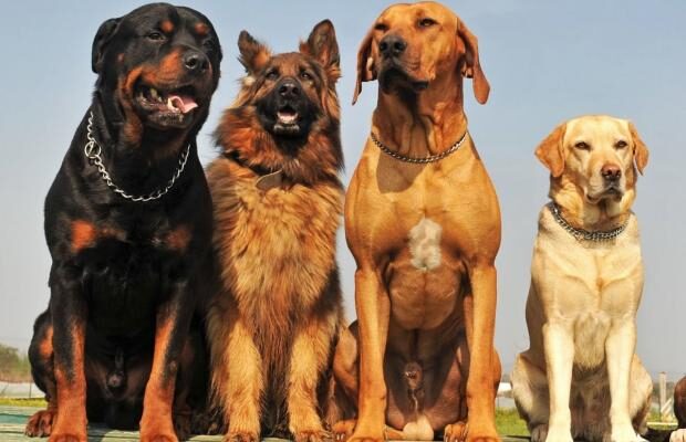 Це може здивувати! Як собаки відчувають “поганих” людей