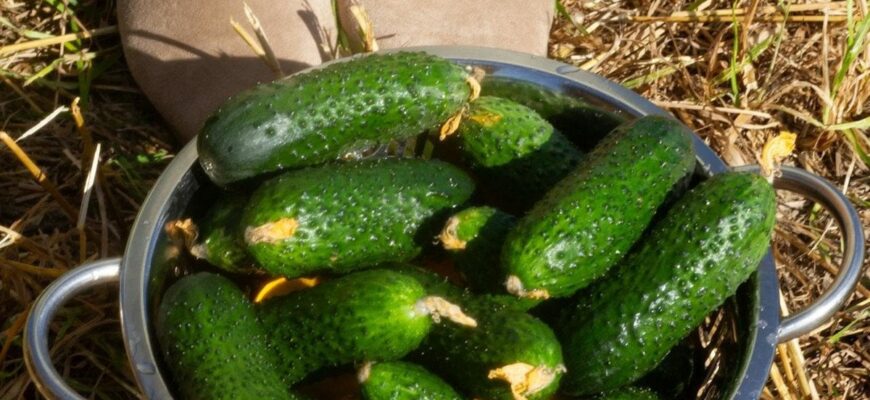Цей простий трюк з одним інгредієнтом змусить огірки рости вдвічі швидше