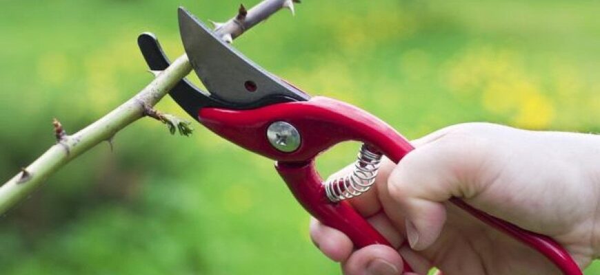 Ці дерева та кущі навесні обрізати не можна, інакше загубите майбутній урожай: поради садівникам Ці дерева та кущі навесні обрізати не можна, інакше загубите майбутній урожай: поради садівникам