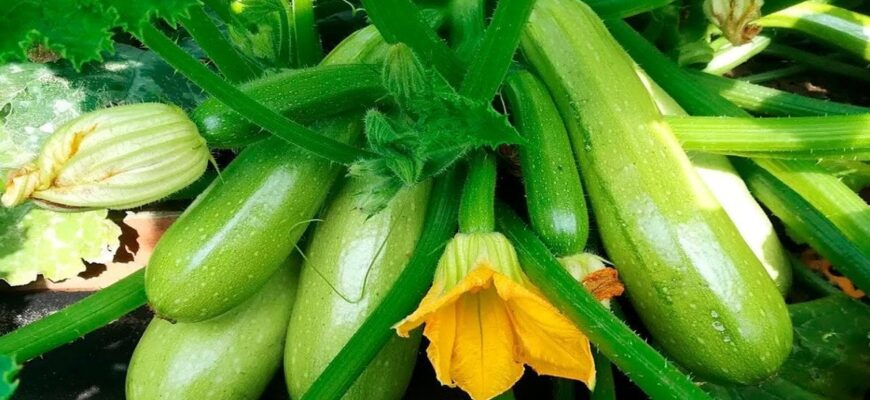 Що посадити біля кабачків, щоб не гнили, не мали грибкових захворювань і довго плодоносили Що посадити біля кабачків, щоб не гнили, не мали грибкових захворювань і довго плодоносили