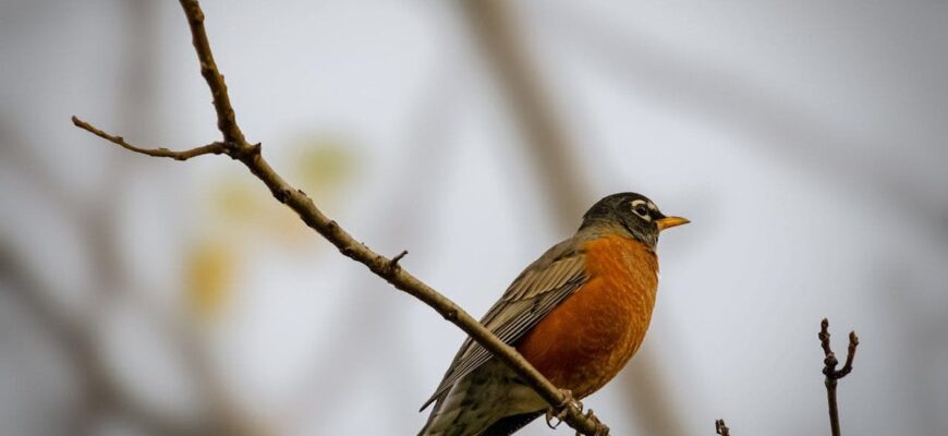 Циклони виганяють з України теплу погоду: на зміну квітневим +19 прийде різке похолодання Циклони виганяють з України теплу погоду: на зміну квітневим +19 прийде різке похолодання