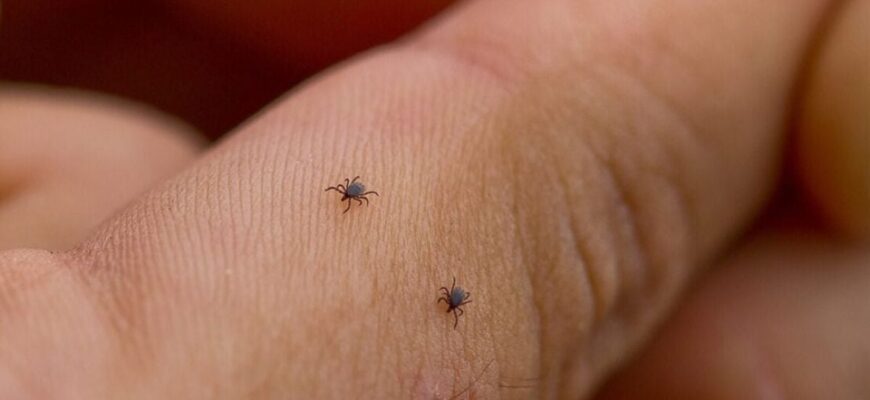 В Києві активізувались небезпечні для людей комахи: де їх найбільше В Києві активізувались небезпечні для людей комахи: де їх найбільше